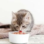 Makanan Kucing Proplan Ada 3 yang Wajib Dicoba