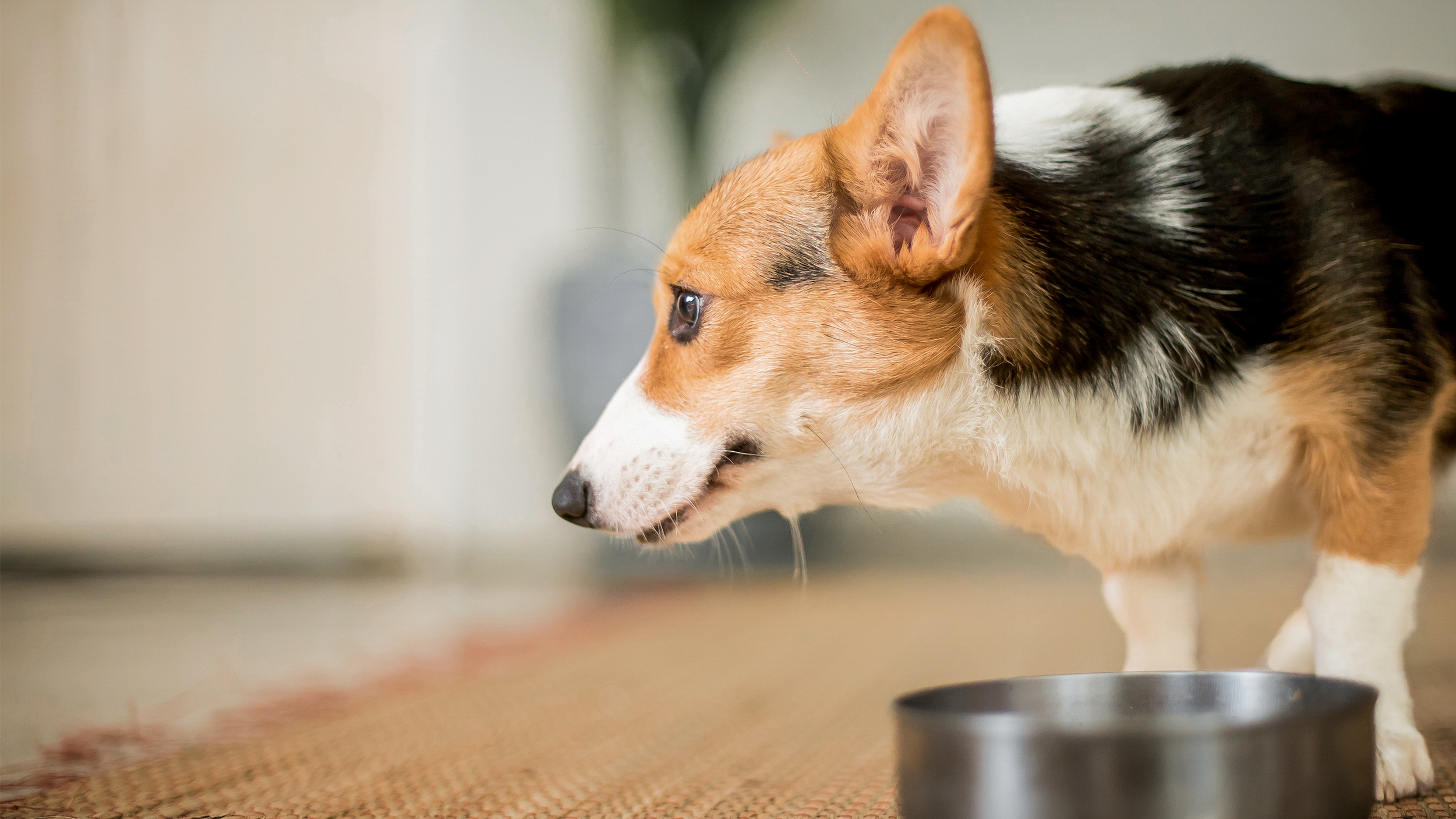 7 Ciri-ciri Umum Infeksi Saluran Kencing yang Harus Diketahui Pemilik Anjing